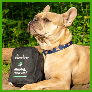 Hund mit Erste-Hilfe-Tasche